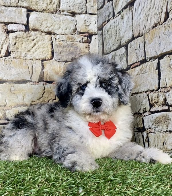 Photo of Mr. Isaiah the F2 Mini-Bernedoodle puppy