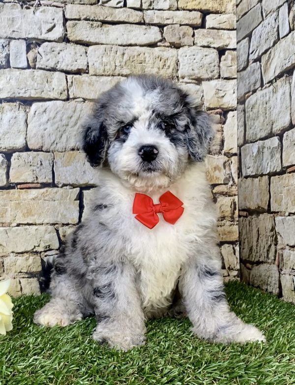 Mr. Isaiah the F2 Mini-Bernedoodle puppy