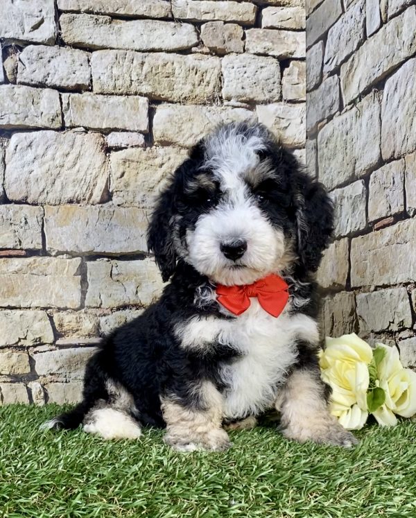 Mr. Ivo the F2 Mini-Bernedoodle puppy