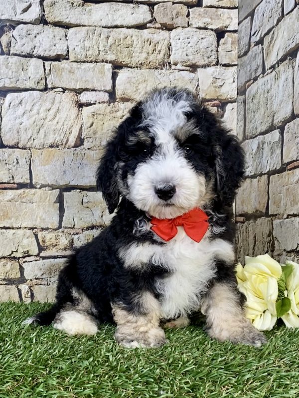 Photo of Mr. Ivo the F2 Mini-Bernedoodle puppy