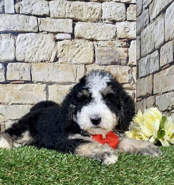 Photo of Mr. Ivo the F2 Mini-Bernedoodle puppy