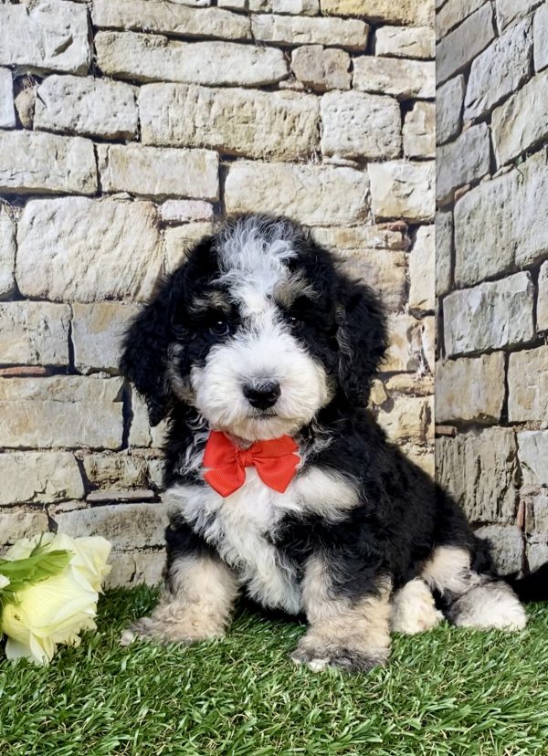 Photo of Mr. Ivo the F2 Mini-Bernedoodle puppy