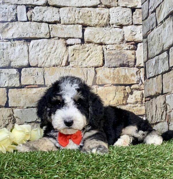 Photo of Mr. Ivo the F2 Mini-Bernedoodle puppy
