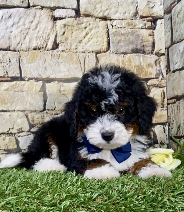 Mr. Jasper the F1B Micro Mini-Bernedoodle puppy