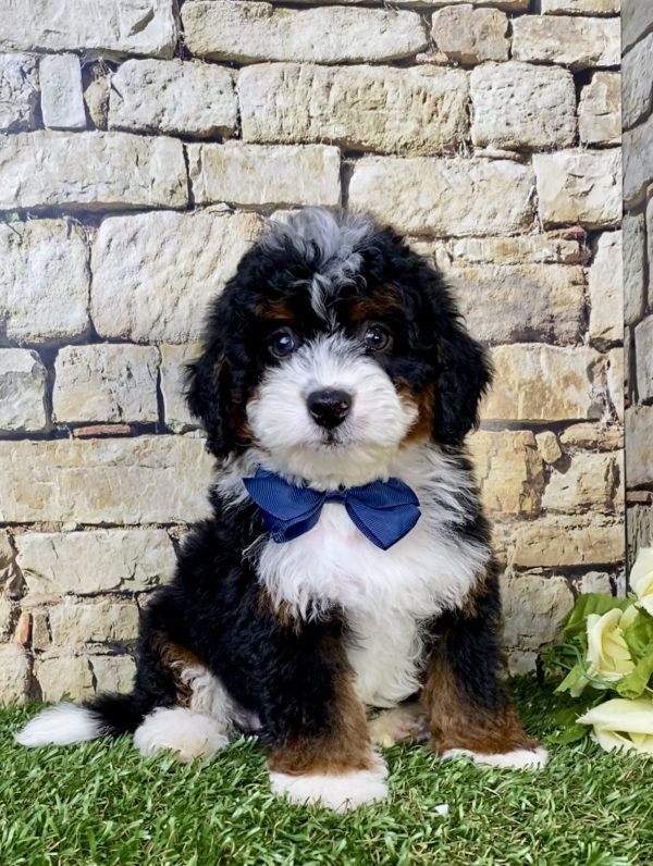Photo of Mr. Jasper the F1B Micro Mini-Bernedoodle puppy