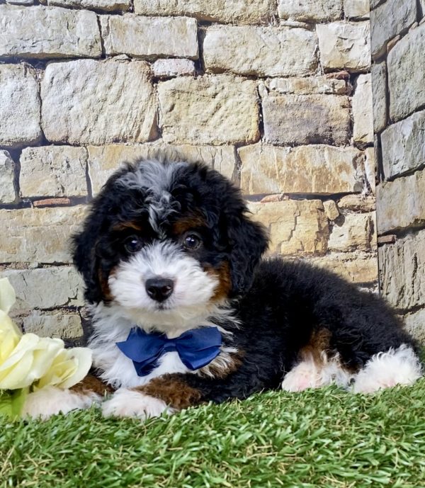 Photo of Mr. Jasper the F1B Micro Mini-Bernedoodle puppy