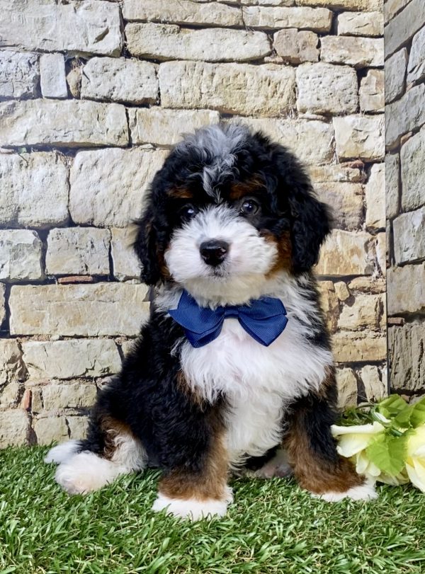 Photo of Mr. Jasper the F1B Micro Mini-Bernedoodle puppy