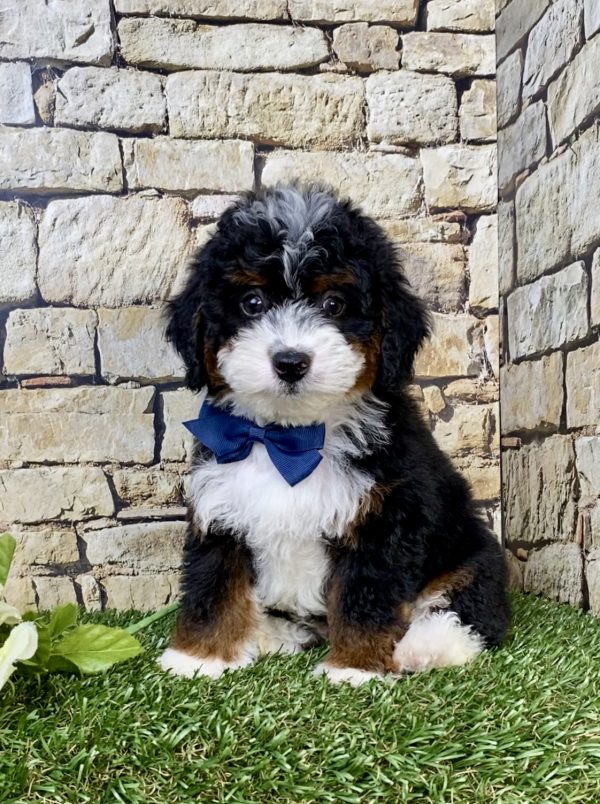 Mr. Jasper the F1B Micro Mini-Bernedoodle puppy