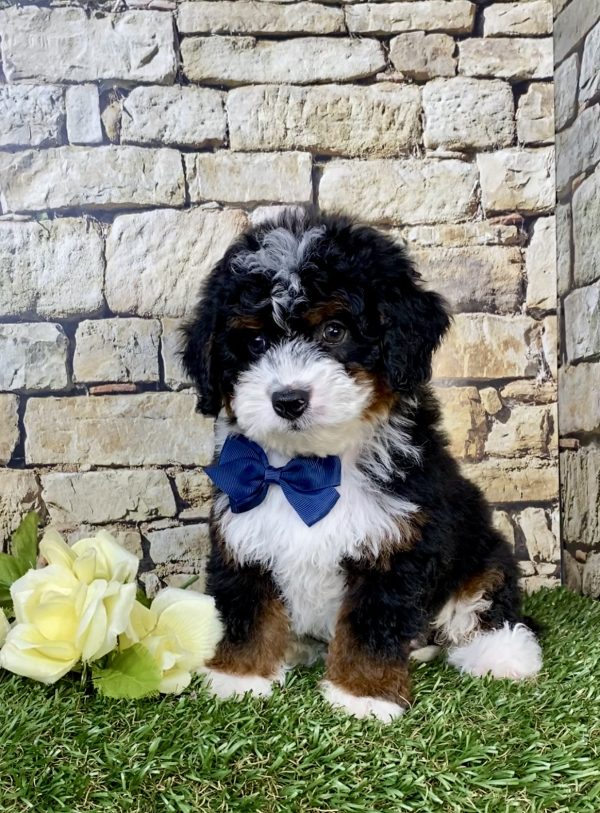 Photo of Mr. Jasper the F1B Micro Mini-Bernedoodle puppy