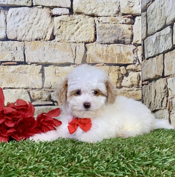 Photo of Mr. Joey the F1B Micro Mini-Bernedoodle puppy