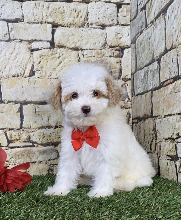 Mr. Joey the F1B Micro Mini-Bernedoodle puppy