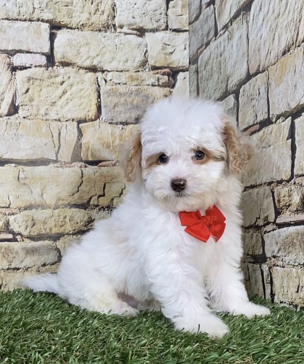 Photo of Mr. Joey the F1B Micro Mini-Bernedoodle puppy