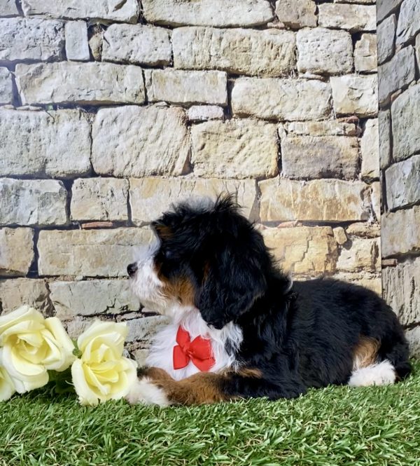 Photo of Mr. Jordan the F1B Micro Mini-Bernedoodle puppy
