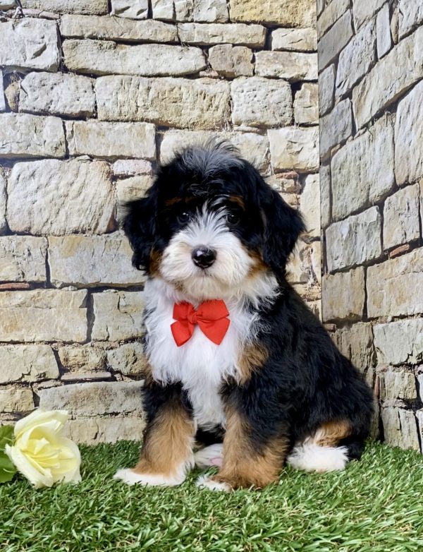 Mr. Jordan the F1B Micro Mini-Bernedoodle puppy