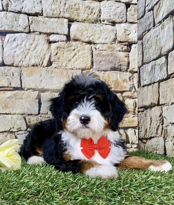 Photo of Mr. Jordan the F1B Micro Mini-Bernedoodle puppy