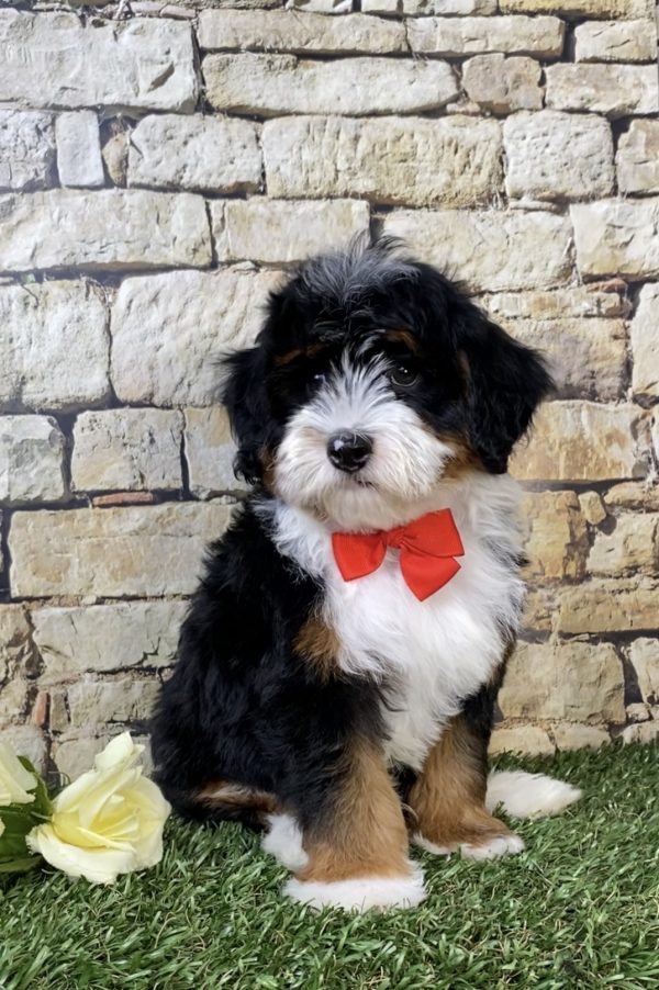 Photo of Mr. Jordan the F1B Micro Mini-Bernedoodle puppy
