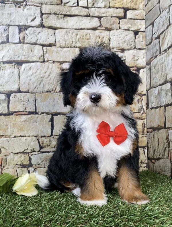 Photo of Mr. Jordan the F1B Micro Mini-Bernedoodle puppy