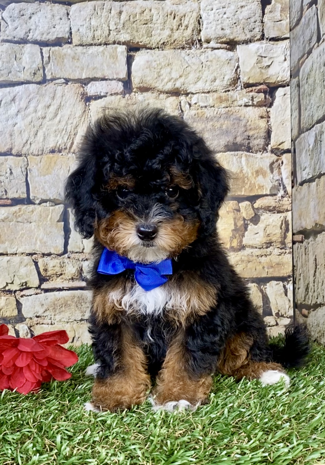 Photo of Mr. Joshua the F1B Micro Mini-Bernedoodle puppy