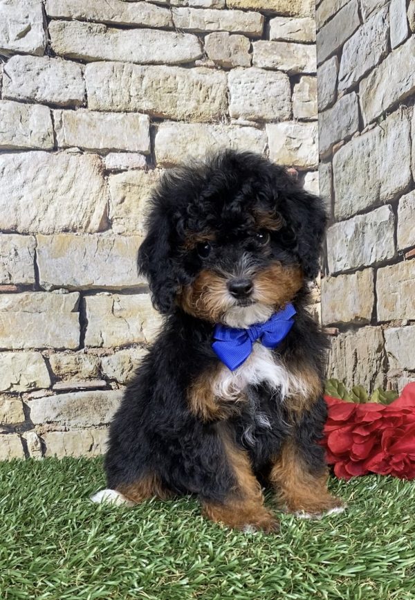 Photo of Mr. Joshua the F1B Micro Mini-Bernedoodle puppy