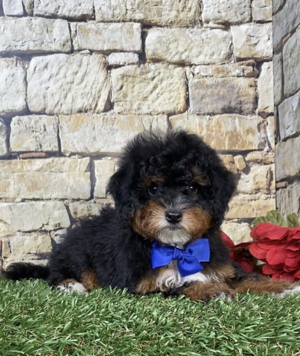 Photo of Mr. Joshua the F1B Micro Mini-Bernedoodle puppy