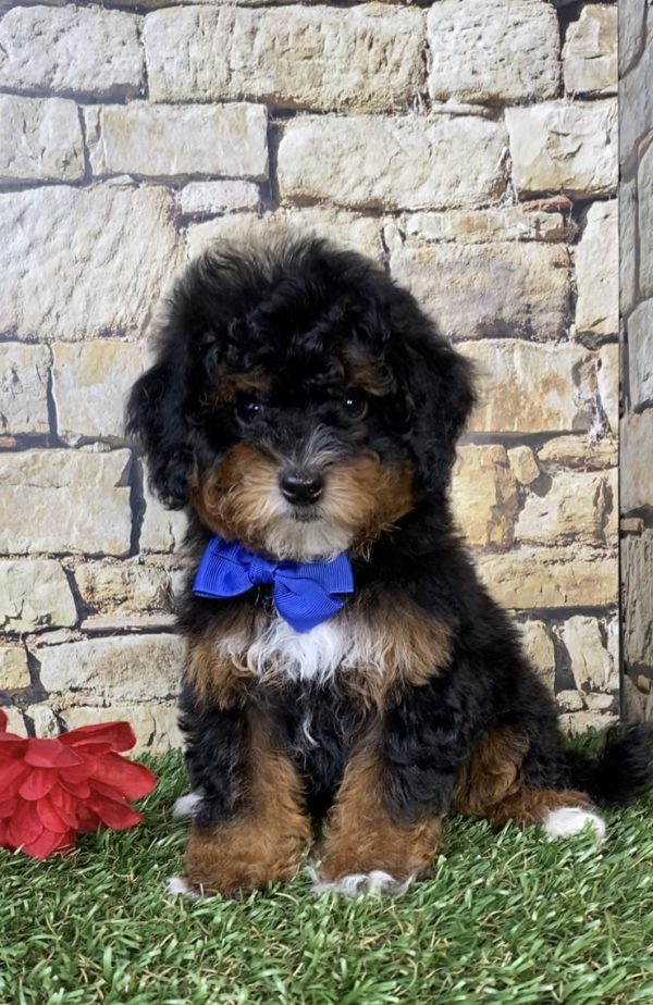 Photo of Mr. Joshua the F1B Micro Mini-Bernedoodle puppy