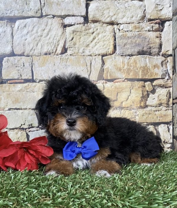 Photo of Mr. Joshua the F1B Micro Mini-Bernedoodle puppy