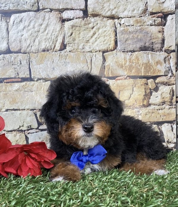 Photo of Mr. Joshua the F1B Micro Mini-Bernedoodle puppy
