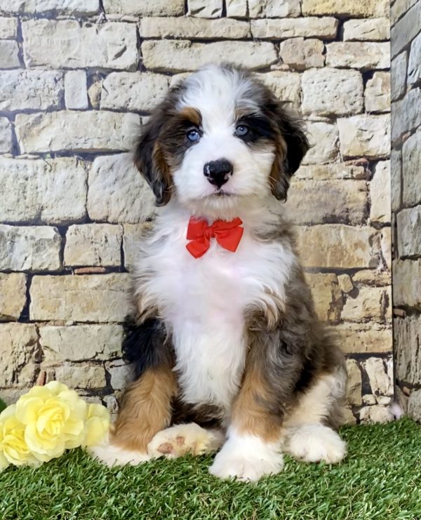 Photo of Mr. Ken the Mini-Bernedoodle puppy
