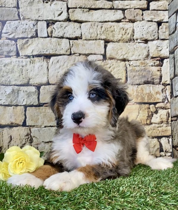 Photo of Mr. Ken the Mini-Bernedoodle puppy