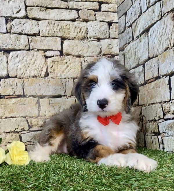 Photo of Mr. Ken the Mini-Bernedoodle puppy