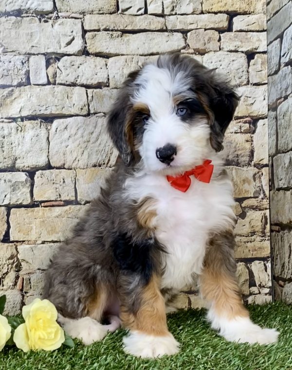 Photo of Mr. Ken the Mini-Bernedoodle puppy