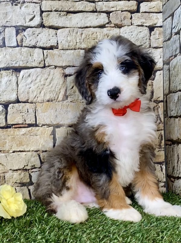 Mr. Ken the Mini-Bernedoodle puppy