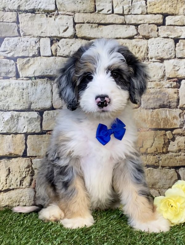 Photo of Mr. Kyle the Mini-Bernedoodle puppy
