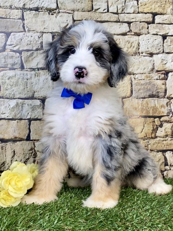 Photo of Mr. Kyle the Mini-Bernedoodle puppy