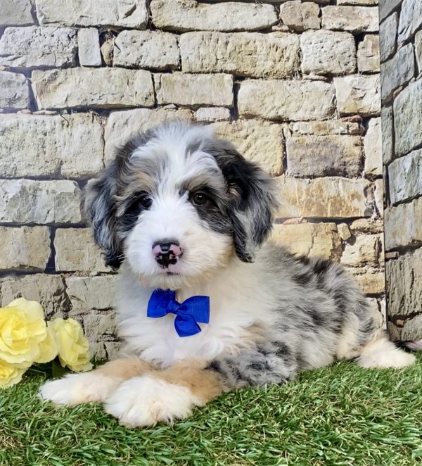Photo of Mr. Kyle the Mini-Bernedoodle puppy