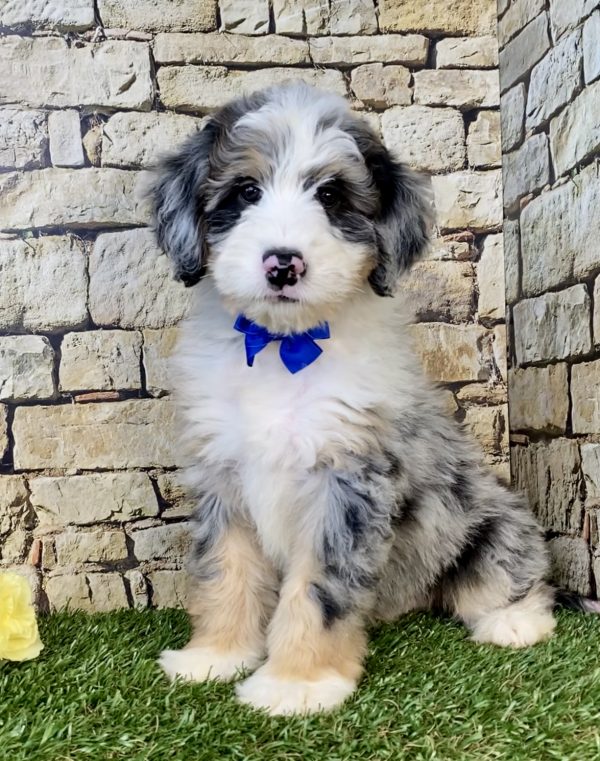 Mr. Kyle the Mini-Bernedoodle puppy
