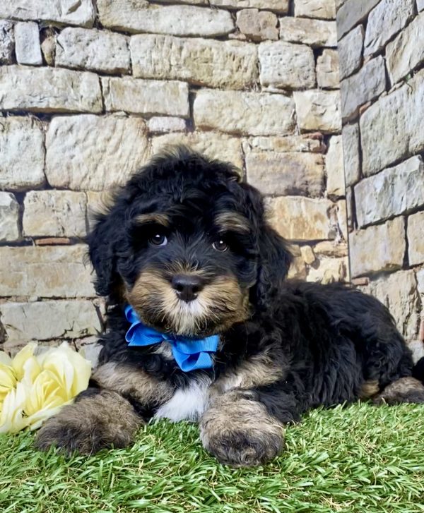 Photo of Mr. Leo the F1B Mini-Bernedoodle puppy