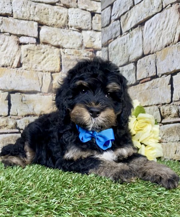 Photo of Mr. Leo the F1B Mini-Bernedoodle puppy