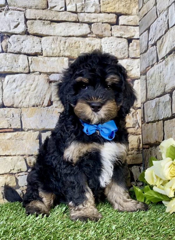 Mr. Leo the F1B Mini-Bernedoodle puppy