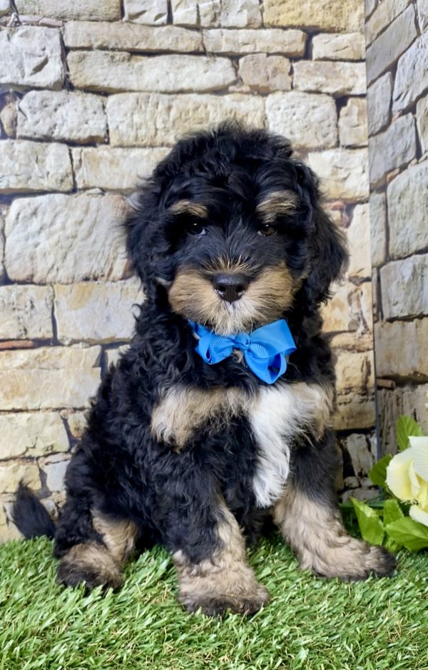 Photo of Mr. Leo the F1B Mini-Bernedoodle puppy
