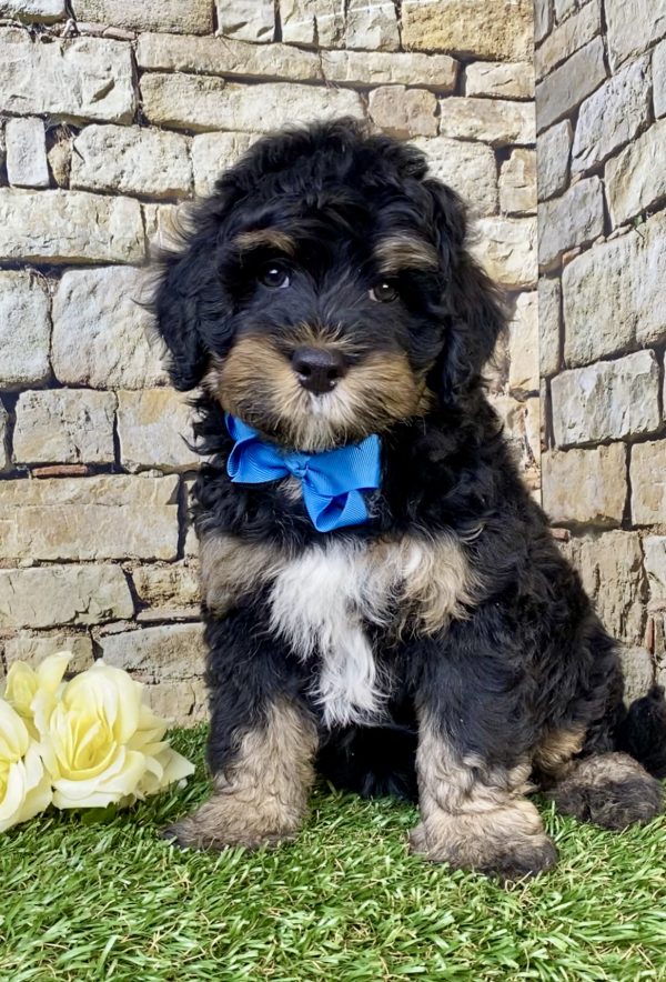 Photo of Mr. Leo the F1B Mini-Bernedoodle puppy