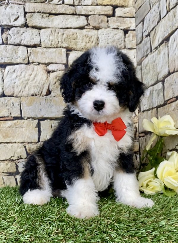Mr. Loki the F1B Mini-Bernedoodle puppy