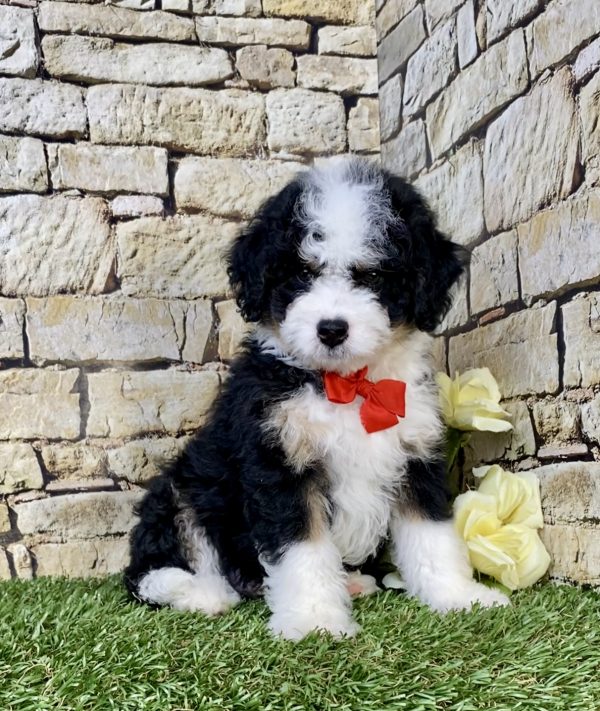Photo of Mr. Loki the F1B Mini-Bernedoodle puppy
