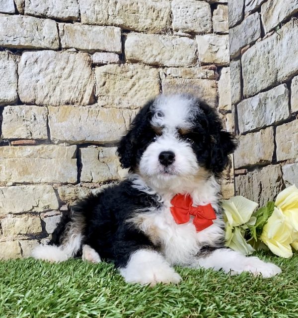 Photo of Mr. Loki the F1B Mini-Bernedoodle puppy