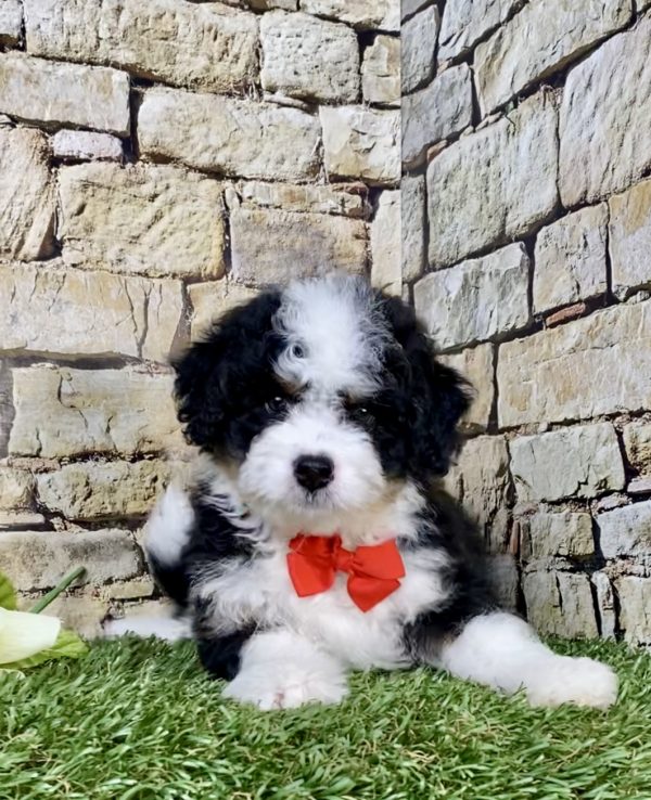 Photo of Mr. Loki the F1B Mini-Bernedoodle puppy