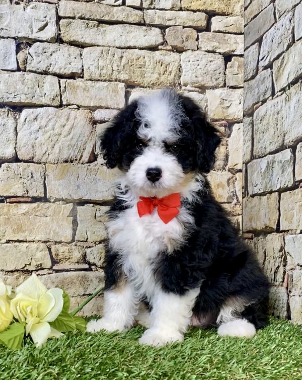 Photo of Mr. Loki the F1B Mini-Bernedoodle puppy