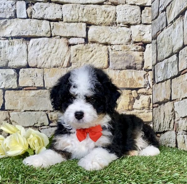 Photo of Mr. Loki the F1B Mini-Bernedoodle puppy
