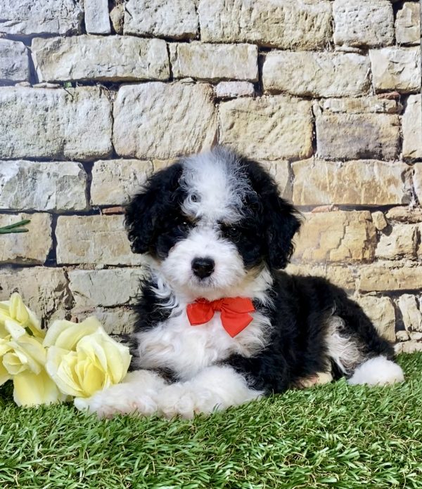 Photo of Mr. Loki the F1B Mini-Bernedoodle puppy