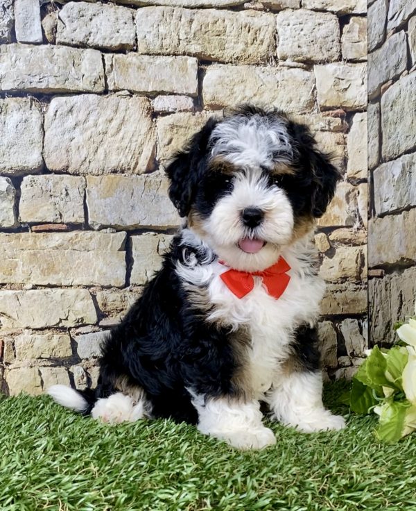 Mr. Loyal the F1B Mini-Bernedoodle puppy