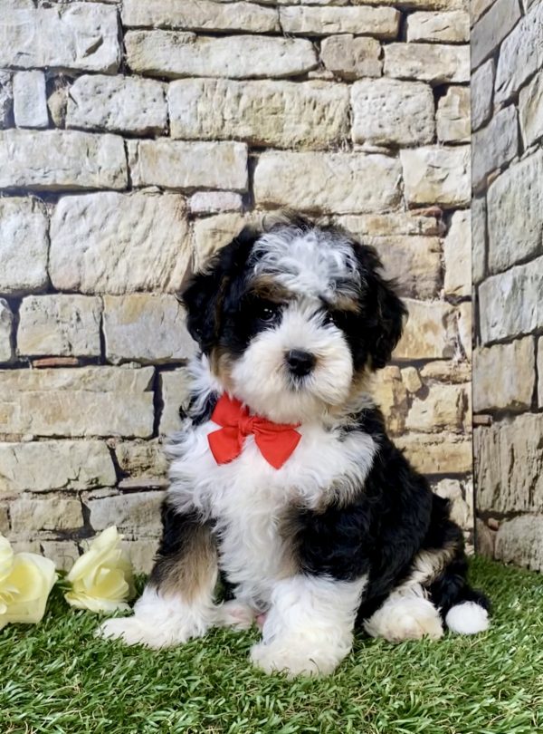 Photo of Mr. Loyal the F1B Mini-Bernedoodle puppy